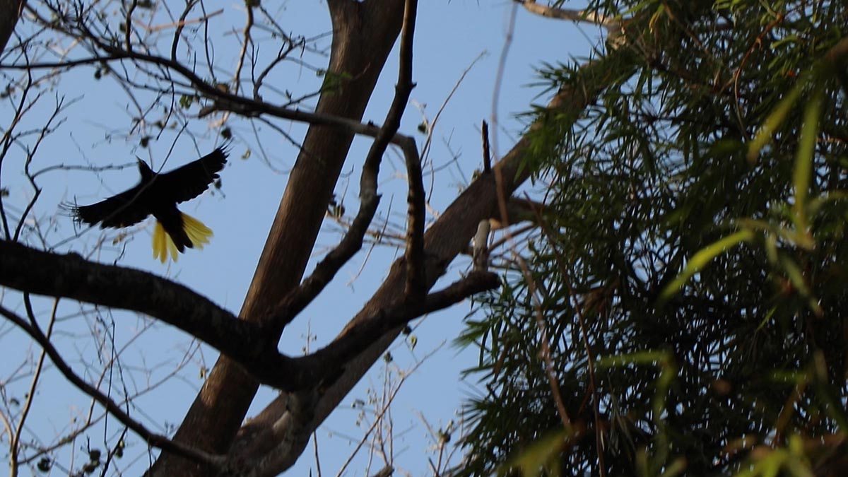 Pozo Azul Oropendola