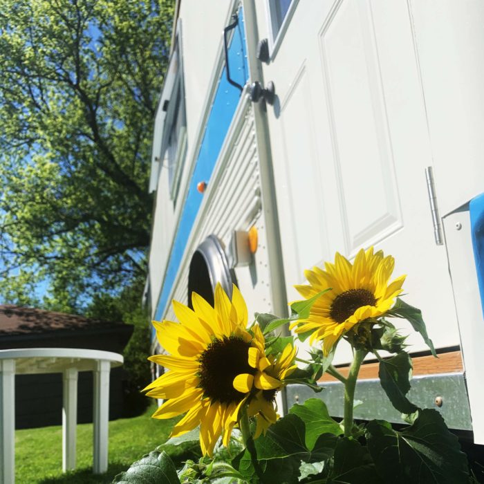Gus the Bus Sunflowers - Skoolie Title Story